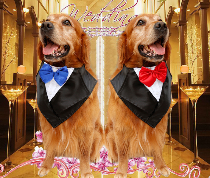 Ddog golden hair ancient animal handsome pet scarf