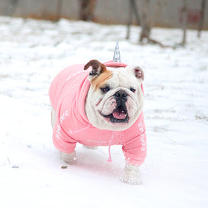 English cattle and dog clothes