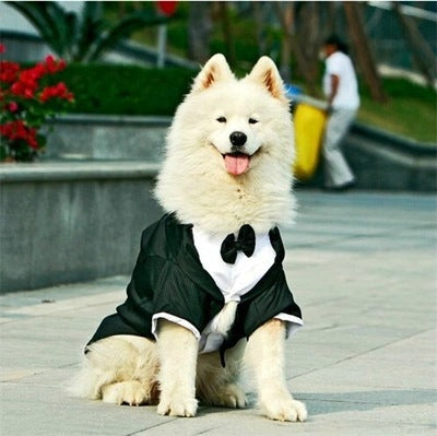 Golden Retriever Large Dog Pet Clothing