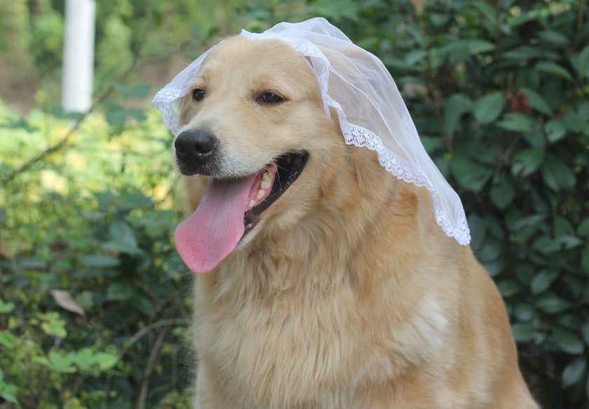 Clothing Pet Dog Suit Pet Cape