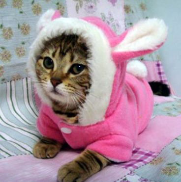 Pet Cat Dog Clothes Mascotas Costume Clothes Pet  Jacket
