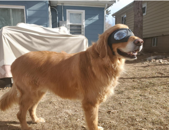 Dog Glasses Waterproof Snow-Proof  Sunglasses