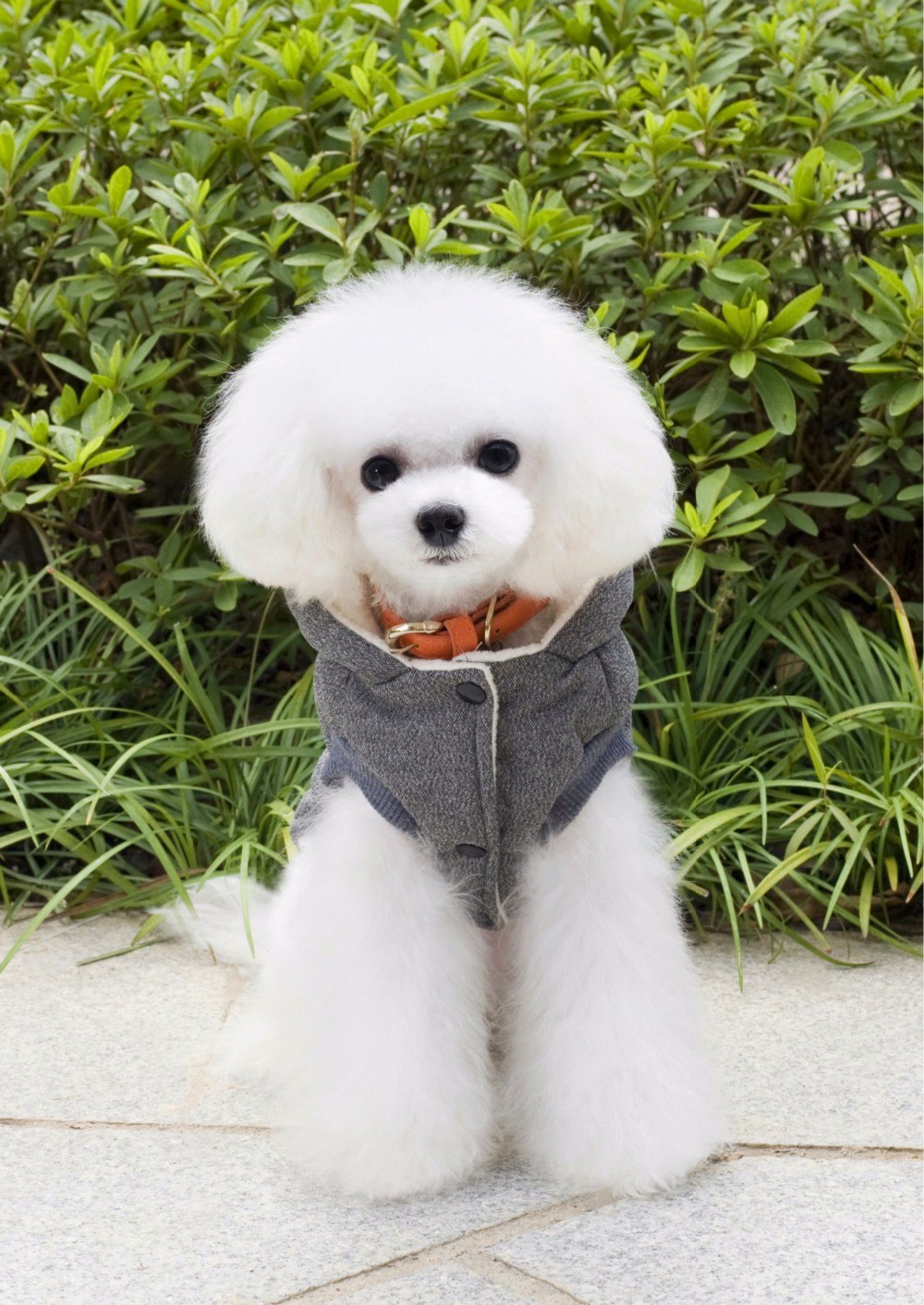 Small Pet Mustache Two-legged Autumn And Winter Coat