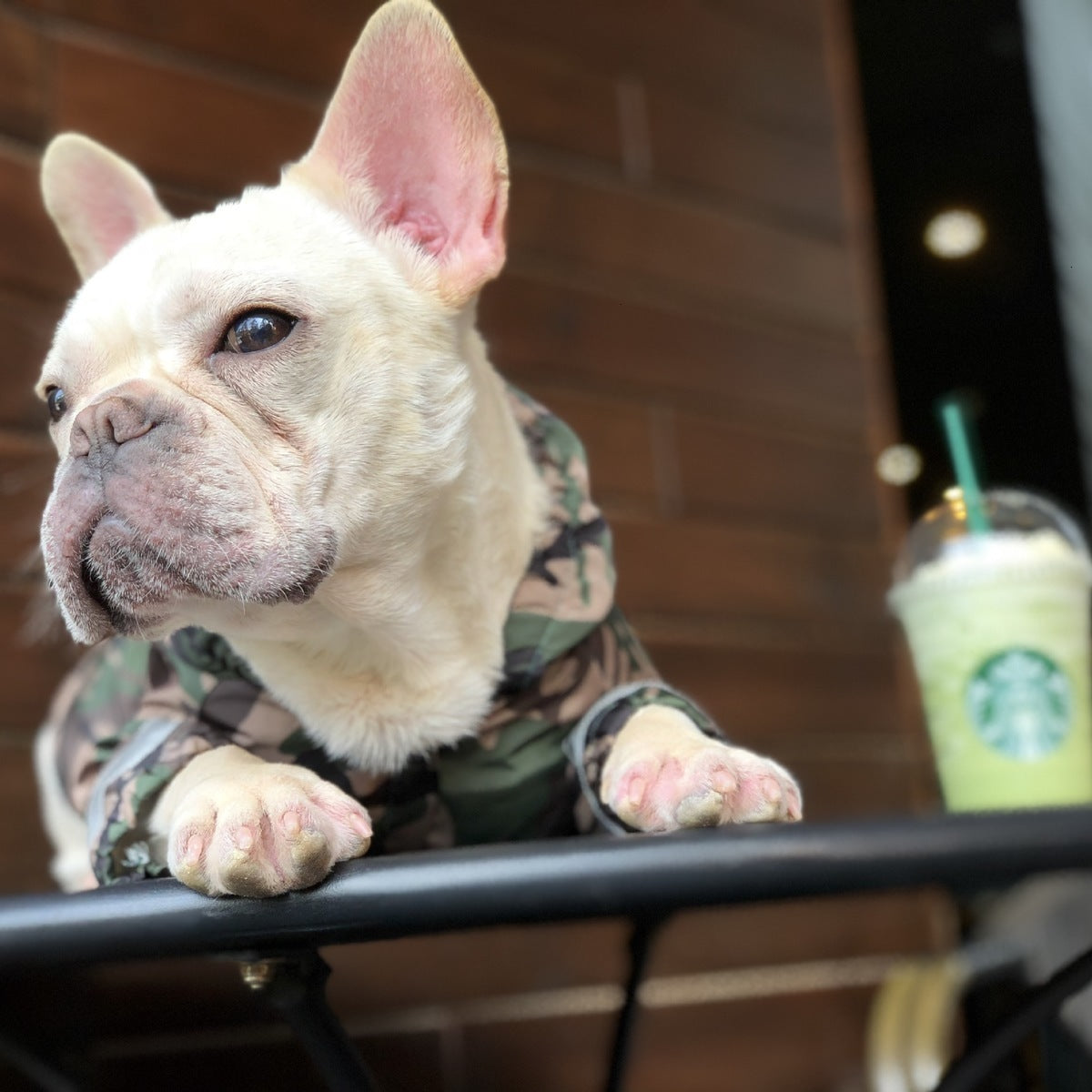 Pet trendy raincoat