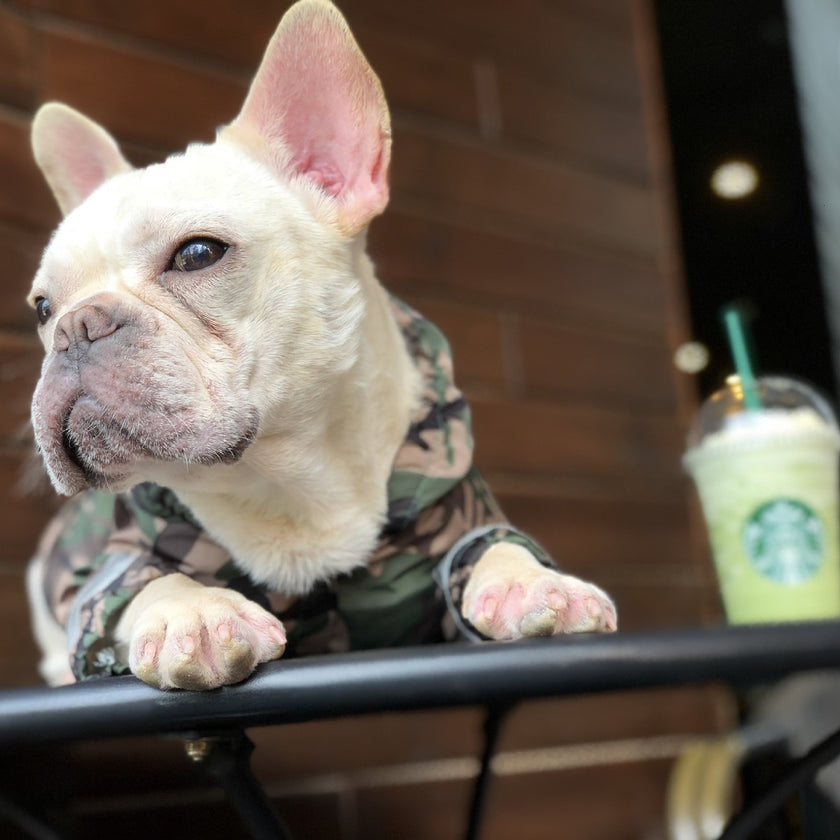 Pet trendy raincoat