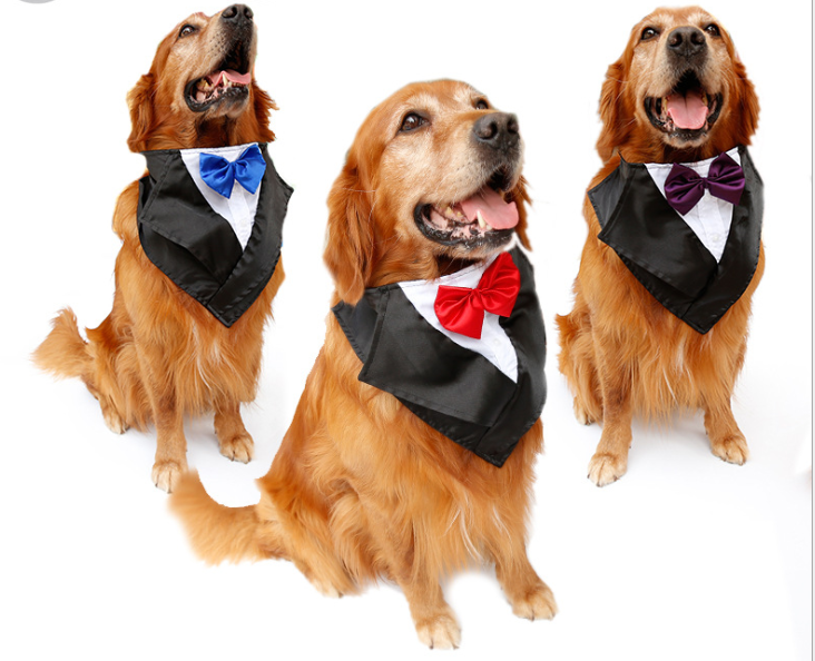 Ddog golden hair ancient animal handsome pet scarf