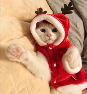 Cat Dog Clothes Small Dogs Santa Costume
