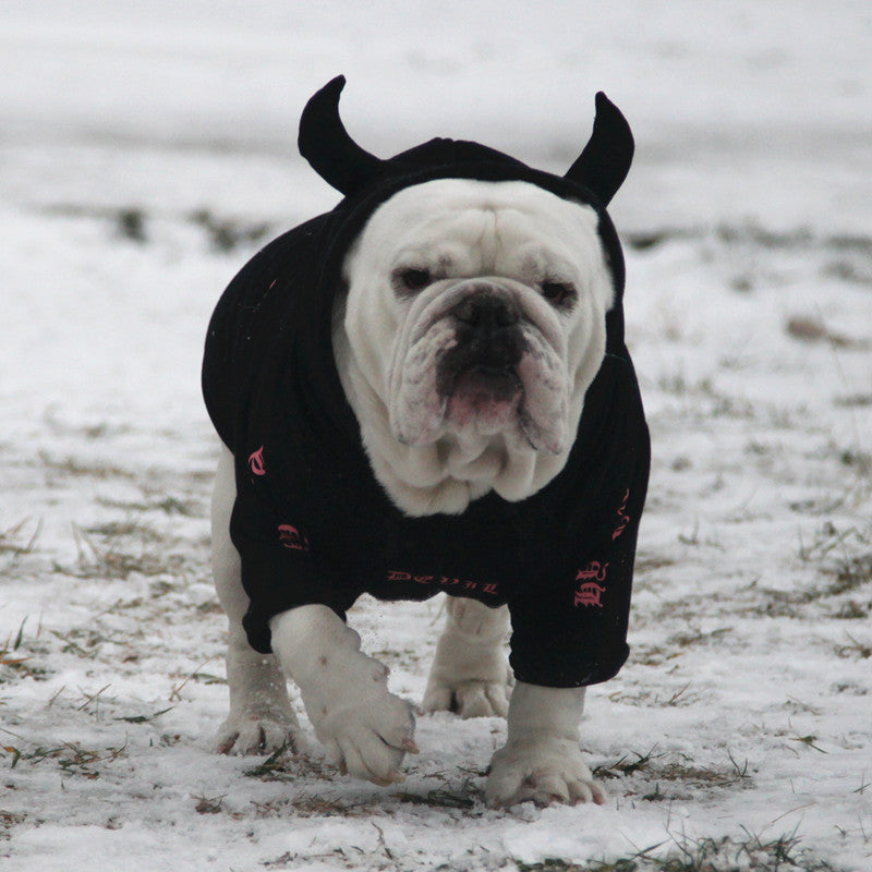 English cattle and dog clothes