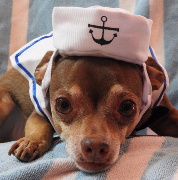 Funny Pet Cat Costumes Cat Dog Rabbit Clothes Clothing For Halloween Cosplay Navy Sailor Costumes Jacket Coat Dog Accessories