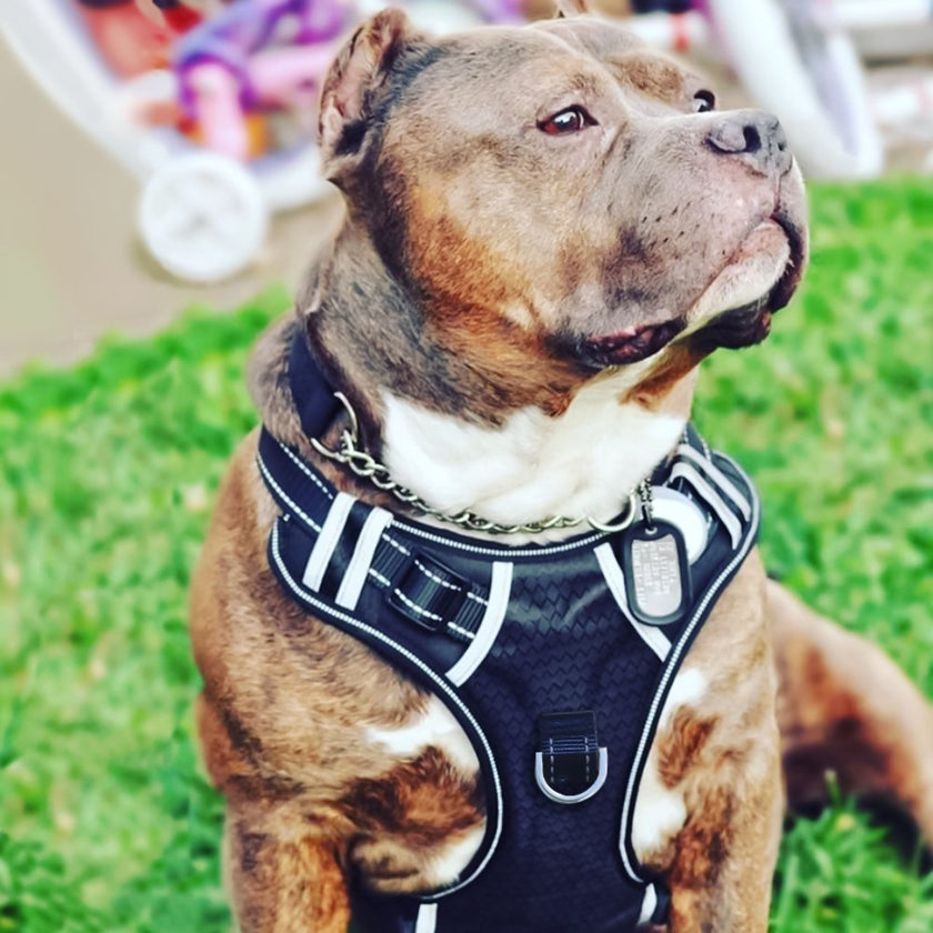 Explosion-proof Medium And Large Dog Pet Chest And Back Traction