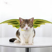Alpscommerce cat  Pet Dinosaur Wings Makeover