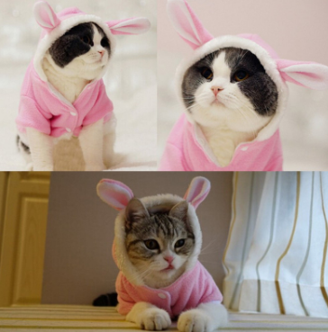 Pet Cat Dog Clothes Mascotas Costume Clothes Pet  Jacket