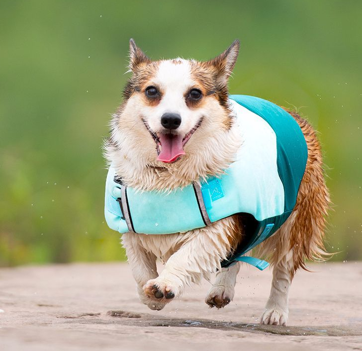 Short Leg Captain Dog Swimsuit Pet Life Jacket