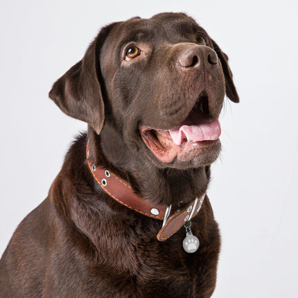 Engraved pet ID tag for Dog Cat tag  and pets