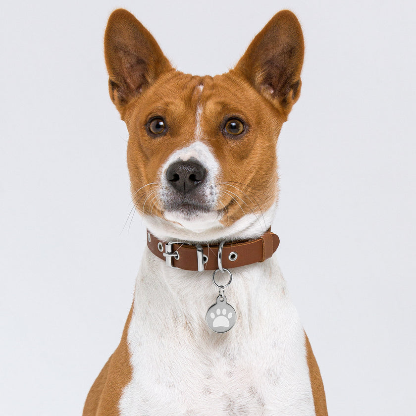 Engraved pet ID tag for Dog Cat tag  and pets