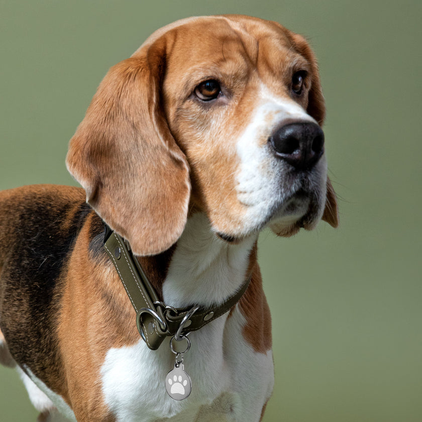 Engraved pet ID tag for Dog Cat tag  and pets