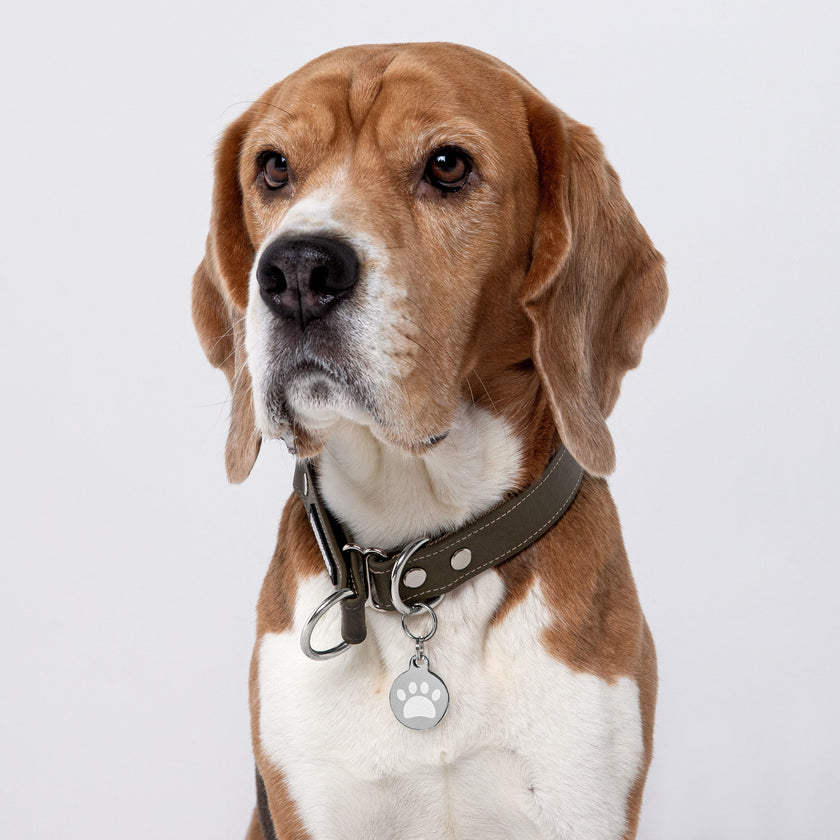 Engraved pet ID tag for Dog Cat tag  and pets