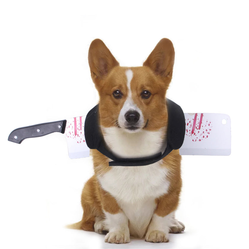 Creative Tricks For Cats And Dogs